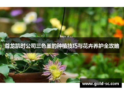 尊龙凯时公司三色堇的种植技巧与花卉养护全攻略