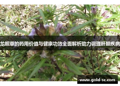 龙胆草的药用价值与健康功效全面解析助力调理肝胆疾病