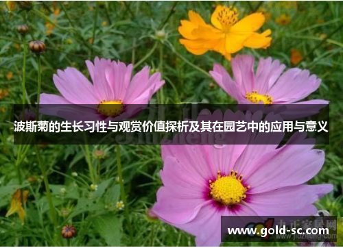 波斯菊的生长习性与观赏价值探析及其在园艺中的应用与意义